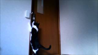 ドアをあける猫 - cat opening door