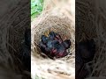 Baby Tailorbirds Resting in the Nest #shortsviral #trendingshorts