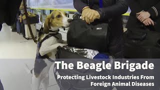 Unsung Heroes Protecting Livestock Industries From Foreign Animal Diseases: Meet The Beagle Brigade