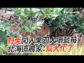 野兔闖果園嗑免費藍莓！農家開心感謝：幫大忙了｜野生動物｜兔子｜日本北海道｜精選影片