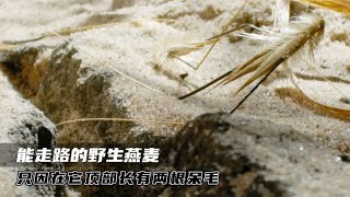 能“走路”的植物，野生燕麦顶部长有两根呆毛，可以带着种子跑路