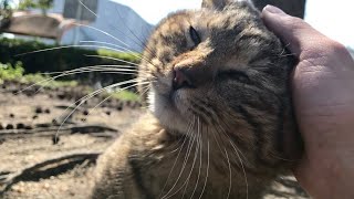 公園のキジトラ猫に手を出したら頬ずりアタックして来て可愛い