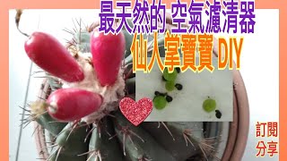 【仙人掌種子DIY】最天然的空氣濾清器~