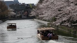 (4K)京都の花見・桜開花情報2014-琵琶湖疏水 3/31 Kyoto cherryblossom