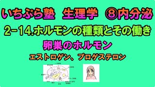 【いちぷら塾】生理学　8 内分泌　2-14 ホルモンの種類とその働き　卵巣のホルモン　エストロゲン　プロゲステロン