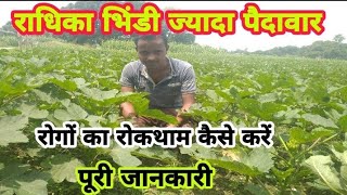 राधिका भिन्डी ज्यादा पैदावार खेती |How to cultivate Radhika Bhindi|Radhika Hybrid bhindi ki kheti ?