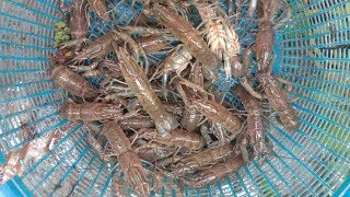 អាយុបង្កងប្រហែល២ខែ | Maybe 2 month to feed crawfish at khmer