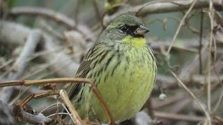 アオジ(Black-faced bunting)　鳴き声。February 28,2016