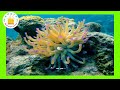 கடல் வாழ் உயிரினங்கள் learn tamil sea animals names video for kids and children tamilarasi