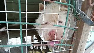 贵州名犬   跋山涉水 为了看这一条超级种公下司  一万二下司犬