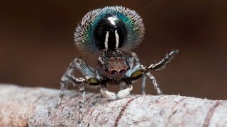 Peacock Spider 14 (Maratus fimbriatus)