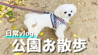 【vlog】犬とお散歩中公園に立ち寄ってボール投げして遊んだら大はしゃぎで可愛かった【マルチーズ】