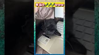 キーボードの上で寝ちゃった猫wwwww#おもしろ #面白い #tiktok #twitter #2ch #5ch #猫