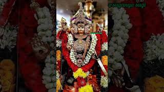 Lord murugan /Thenpalani thedi/ /song/thenpazhani thedi தென்பழனி தேடி /thaipoosam/தை பூசம்