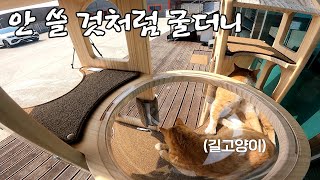 cctv에 포착된 캣타워 쓰는 길고양이