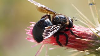 Lebah Liar | Lebah dan Madu  dan Lainnya #lebah #madu #alam #laguanak