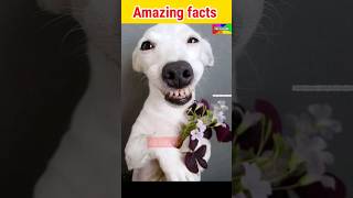 60 million कुत्ते | facts | amazing facts | interesting facts #facts #shorts #factupng #yt