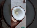 coconut 🥥🥥🥥🥥🌴 எங்க மரத்தில் உள்ளது