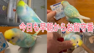 2021.11.10 今日も早朝からお留守番　【セキセイインコしんちゃんときょきょの暮らし】