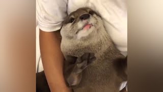 Otter Genki likes to lean on mommy 🦦🥰😁|Cute Otter