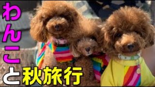 【わんこと秋旅行2019】①わんこOK！福岡のカフェ【トイプードル】