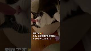 ［猫動画］みなさんご存知ですか？？私はこの間知りました🥰左右にあるヒゲの付け根、もこモフで可愛いですよね〜　#shorts #ねこ #cat