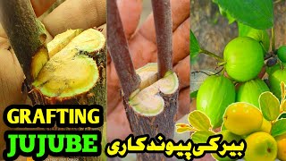 How to graft apple ber | Apple ber Grafting