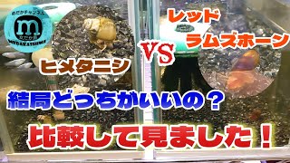 【水槽のコケを除去！】コケ取り名人はどっちだ？ヒメタニシvsレッドラムズホーン！