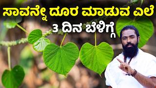 ಸಾವನ್ನೇ ಗೆಲ್ಲುವ ಎಲೆ 3 ದಿನ ಬೆಳಿಗ್ಗೆ | Amrutha Balli Kashaya in Kannada | Amrutha Balli Kannada