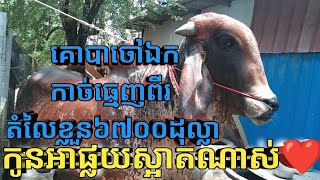 កូនអាផ្លយគោបាចៅឯកនៅភូមិកោះខ្នុរឃុំព្រែករកាស្រុកកណ្ដាលស្ទឹងខេត្តកណ្ដាល #mathsaly Subscribe for me