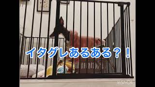 【イタグレ】これが、犬のあくび！？