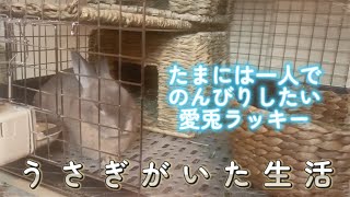 寂しがり屋の甘えん坊だけど、たまには一人の時間も大事🐰【うさぎがいた生活】