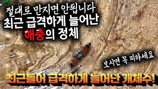 한국에서 발견된다는 최악의곤충 화상벌레를 받았습니다. 절대 만지면 안됩니다