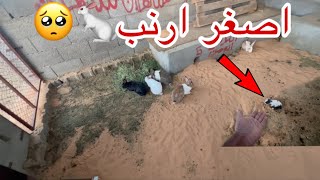 ضبطة عشة الأرانب + حصلت الارنب الصغير طالع من عش امه🥺💔.