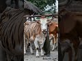 Woow!!! #cow #americancows #calf #satisfying #farm #farmlife #shortvideo #animal #animals