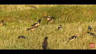 Asian pied starling, Rosy starling or pastor and common mayhna.