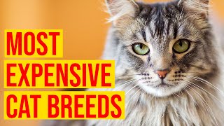 10 Most Expensive Cat Breeds In The World/All Cats