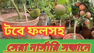 টবে ফল সহ কম দামের সেরা নার্সারি