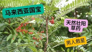 东革阿里的功效与食用禁忌🌿马来西亚国宝🌿南洋人参🌿壮阳草药🌿强肾🌿治疗前列腺炎🌿TONGKAT ALI🌿天然草药