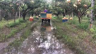 川野電動搬運車 泥濘地也好用