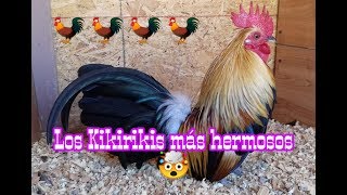 Los gallos Kikiriki más bonitos de México PARTE 3