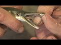 alligator gar released in kentucky