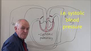Heart 3, Pulmonary and Systemic circulation