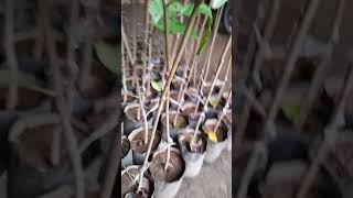 SANTOL SEEDLINGS #Bangkok #Short