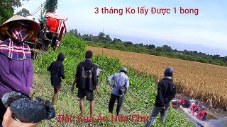 Tính Cắt Lúa Kiếm Tiền Tết,Ai Nhè Không Lấy Được 1 Bong.