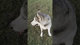 A1 quality husky female adult in mandya #husky #dog #shorts #karnataka #new #viral #video #lucifer