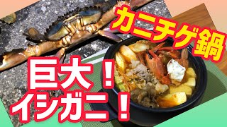 【カニ取り】イシガニ大きくなってます！！美味しい簡単なカニチゲ鍋！！