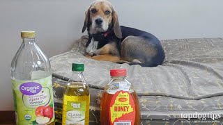 5 Best Home Remedies for Mange in Dogs (All-Natural Treatments)