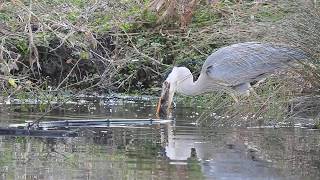 アオサギの捕食