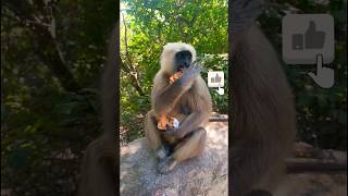 langur ji आप ही के लिए थे | langur funny video #shorts